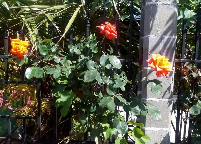 Hotel диана дик *